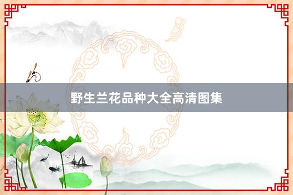 野生兰花品种大全高清图集